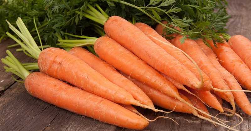 Лучшие сорта моркови для выращивания в саду
